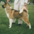 Akita female
