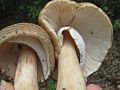 Amanita.Amerirubescens.002