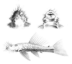Ancistrus dolichopterus Kner, 1854 type.jpg
