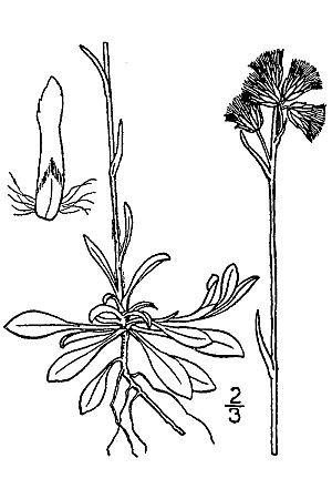 Antennaria howelli canadensis.jpg