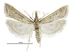 Antiscopa elaphra female.jpg