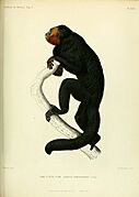 Drawing of black monkey