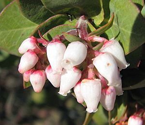 Arctostaphylos tomentosa ssp. crustacea.jpg