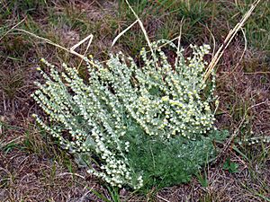 Artemisia frigida NPS-1.jpg