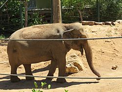 Asian elephant (Elephas maximus) dustbathing at Perth Zoo, February 2021 01