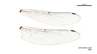 Austroaeschna sigma male wings (35053299685)