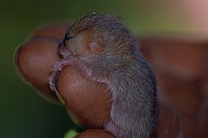 Baby Brown Mouse Lemur (Microcebus rufus) (9629054607)
