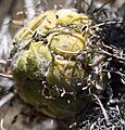 Banksia violacea 9 email