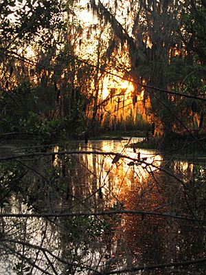Barataria Preserve Louisiana Sunset