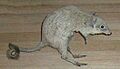 Bettongia penicillata