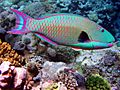 Bicolor parrotfishWB.JPG