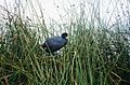 Bird on the Uros islands (3399304315)