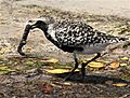 Black-bellied Plover with worm - Flickr - Andrea Westmoreland (1)