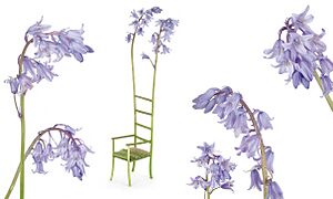 Bluebell Chair