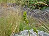 Carex cumulata 84757225.jpg