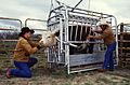 Cattle inspected for ticks