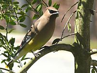 Cedar Waxwing-27527-2