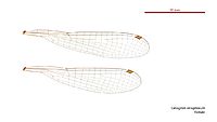 Ceriagrion aeruginosum female wings (34664845412)