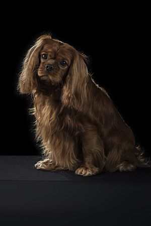 Ch Jewelcroft's Going Concern CGN CD RA - Ruby Cavalier King Charles Spaniel