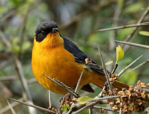 Chorister Robin-Chat 2016 06 11 6798.jpg