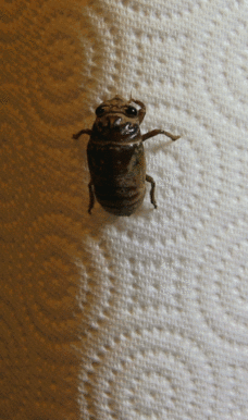 Cicada molting animated-2
