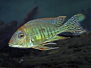 Cichlidae - Geophagus altifrons.JPG