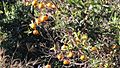 Citrus growing, Burnett Highway, Ideraway, 2014 02