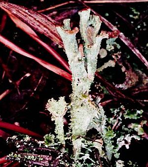 Cladonia grayi complex (EU1)