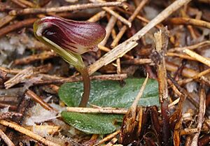 Corybas carsei Beard 1