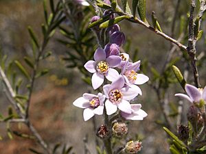 Crowea angustifolia.JPG