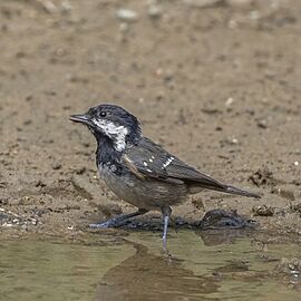 Cyprus coal tit (Periparus ater cypriotes)