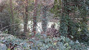 Dacres Wood 2