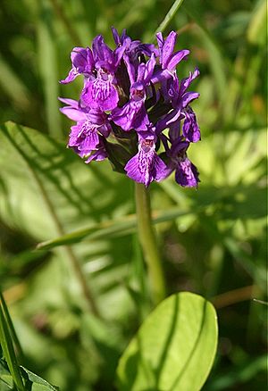 Dactylorhiza purpurella - Northern marsh orchid 1.jpg