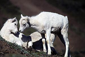 Dall sheep lambs