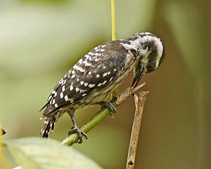 Dendrocopos moluccensis