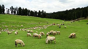 A flock of sheep on a green meadow, with woods in the background