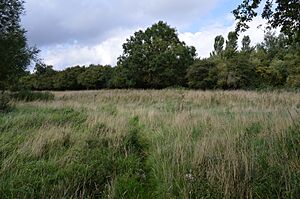 Dropshort Marsh 3