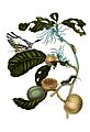 Duroia eriopila by Merian