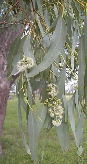 Eucalyptus coolabah flowers and foliage