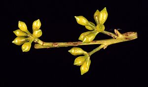 Eucalyptus dorrigoensis flower buds