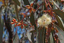 Eucalyptus dwyeri buds