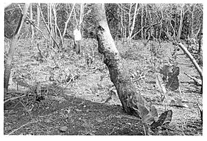 First Niuatoputapu Agricultural Farm at 'Ahofakataha - experimental yam garden