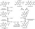 Folic Acid Biotransformations