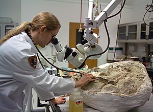 Fossil preparation at the Condon Center lab