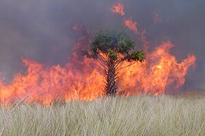 Fox lake fire (5241798112)