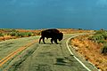 Free American Bison Buffalo on Antelope Island Utah Creative Commons