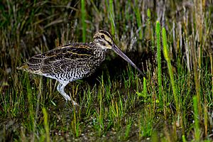 Giant Snipe, Gallinago undulata.jpg