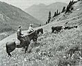 Gifford Pinchot NF cattle