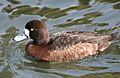 Greater scaup female
