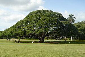 Hitachi's tree (cropped)